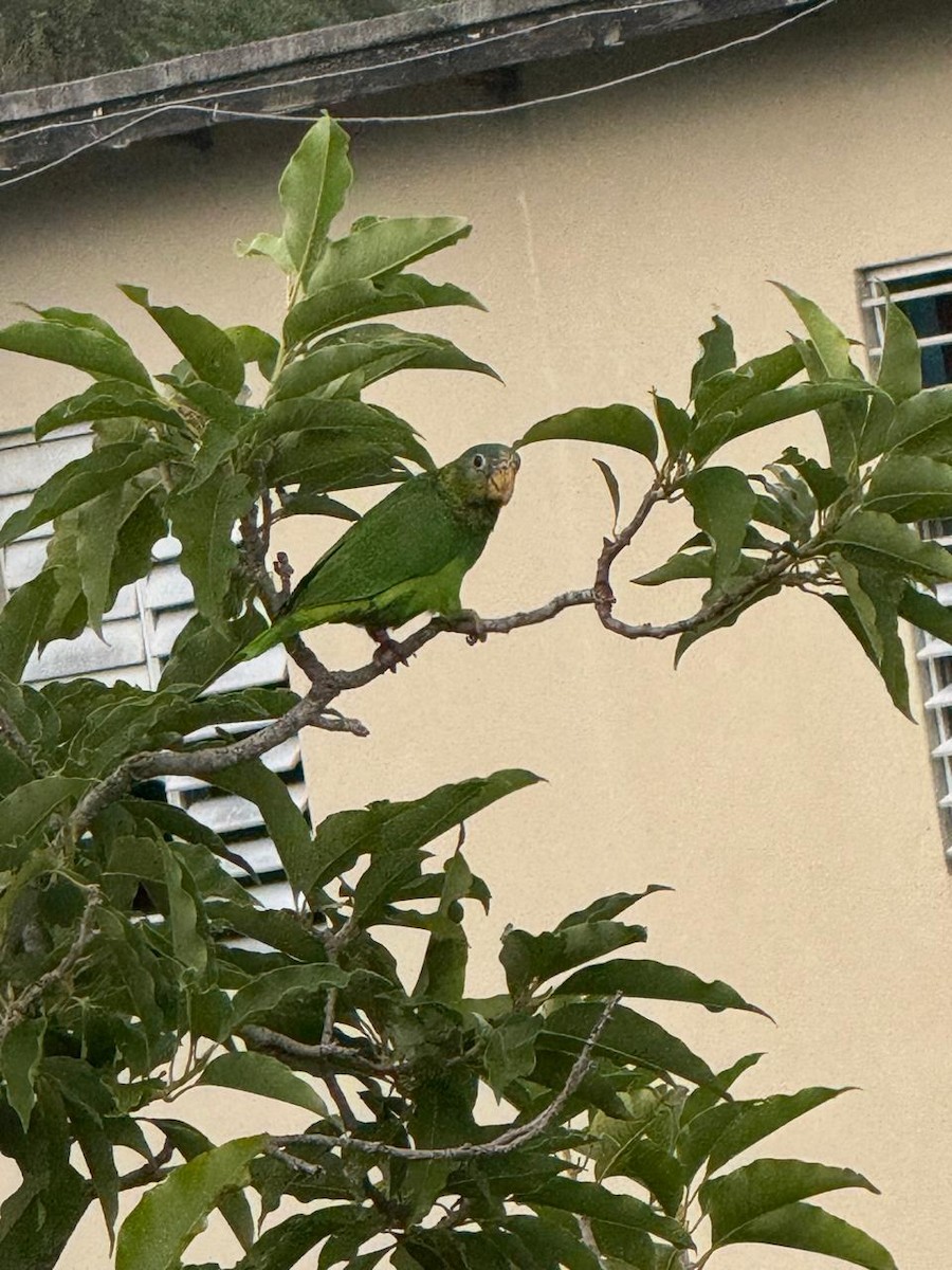 Yellow-billed Amazon - ML624528434