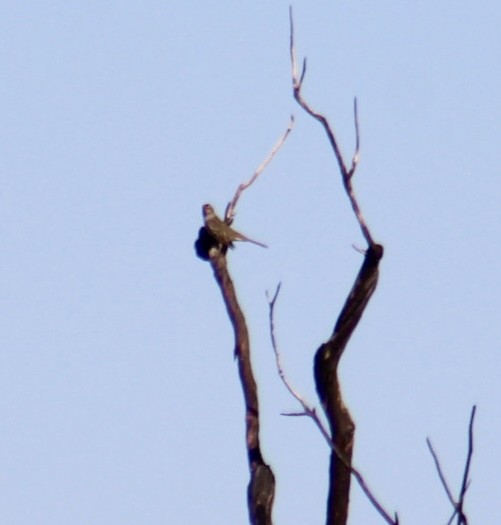 Sperlingsvogel, unbestimmt - ML624528441