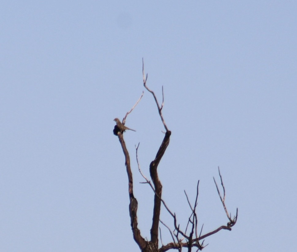 Sperlingsvogel, unbestimmt - ML624528442