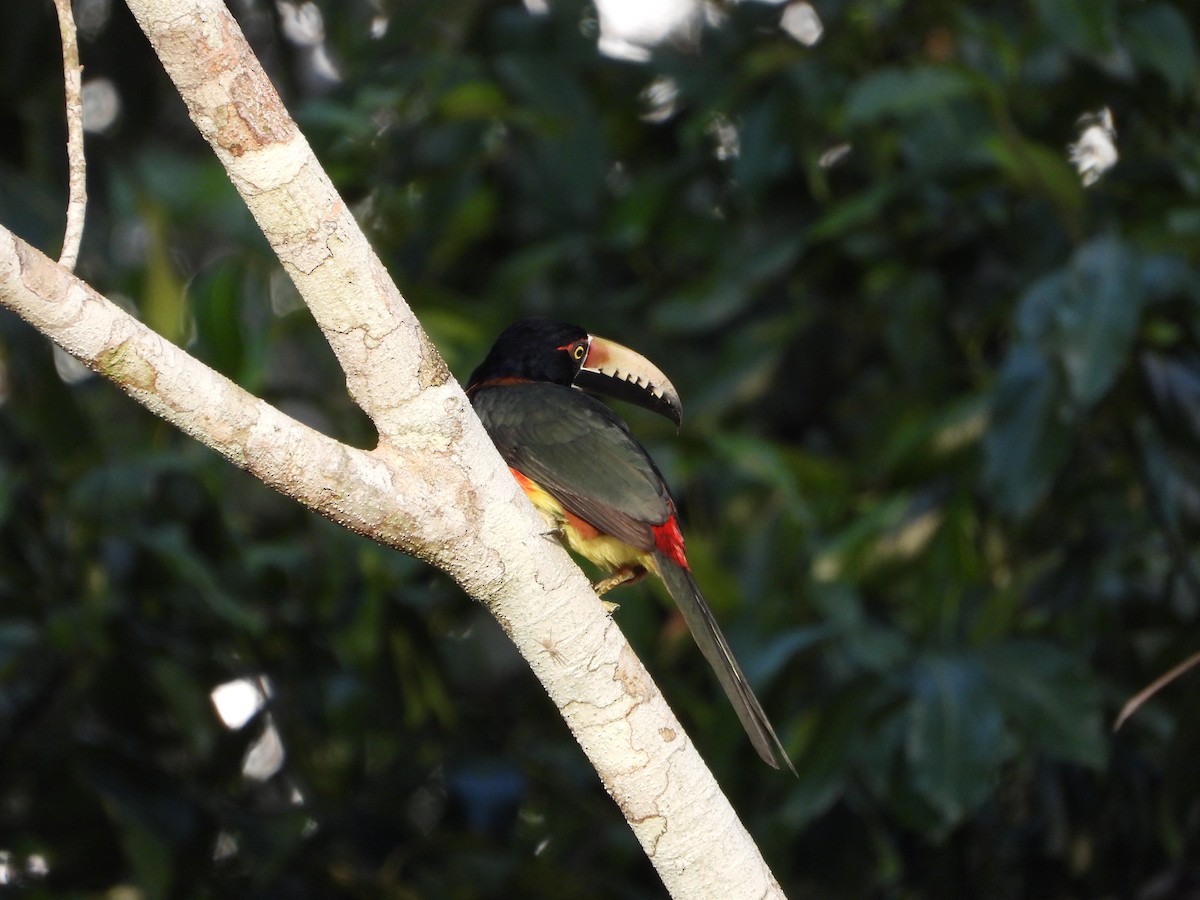 Collared Aracari - ML624528450