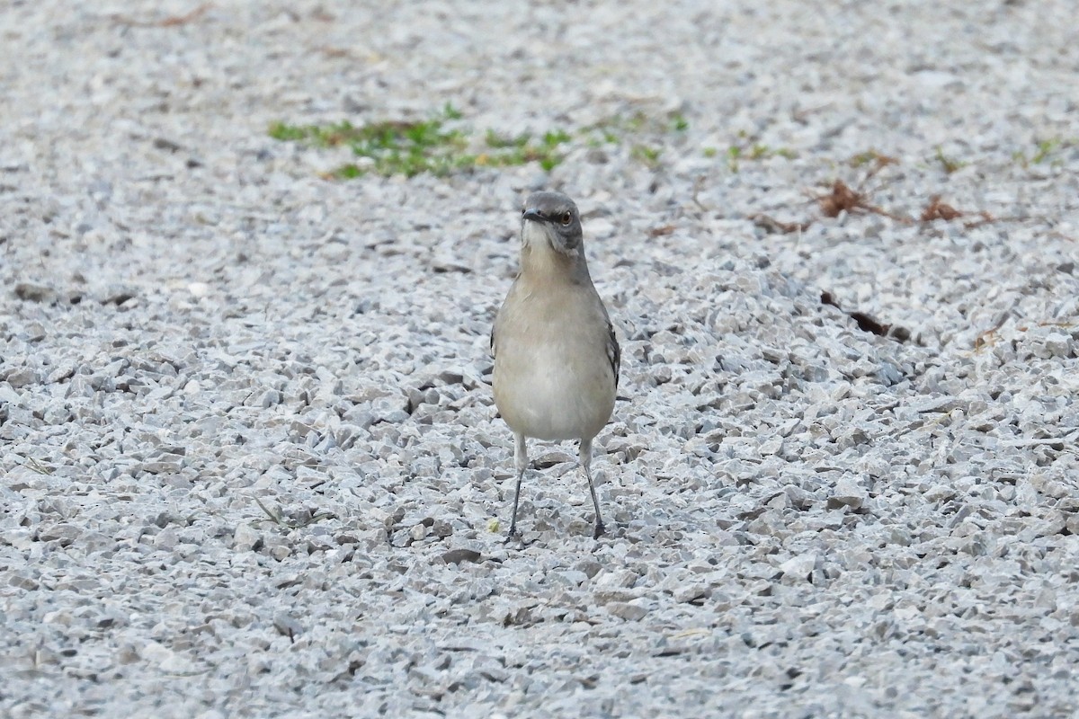 Northern Mockingbird - ML624528463