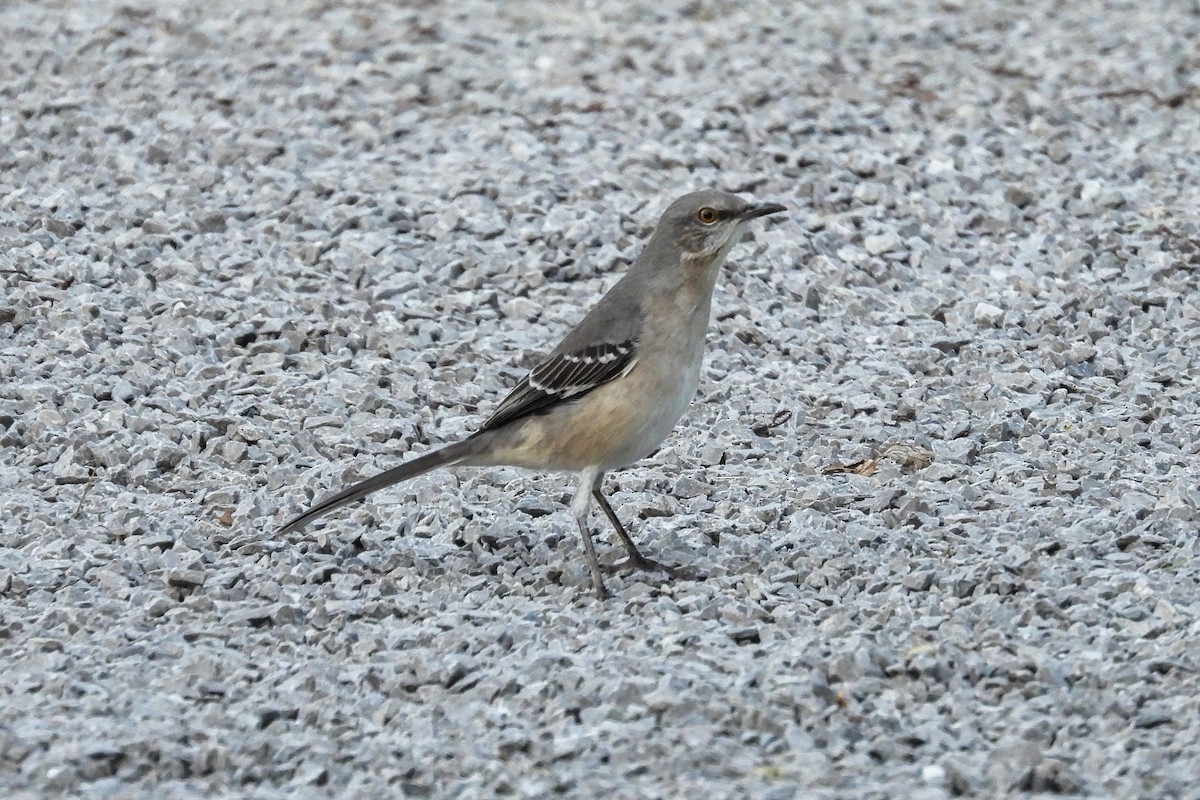 Northern Mockingbird - ML624528464