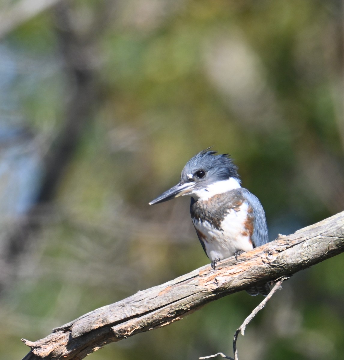 Belted Kingfisher - ML624528513