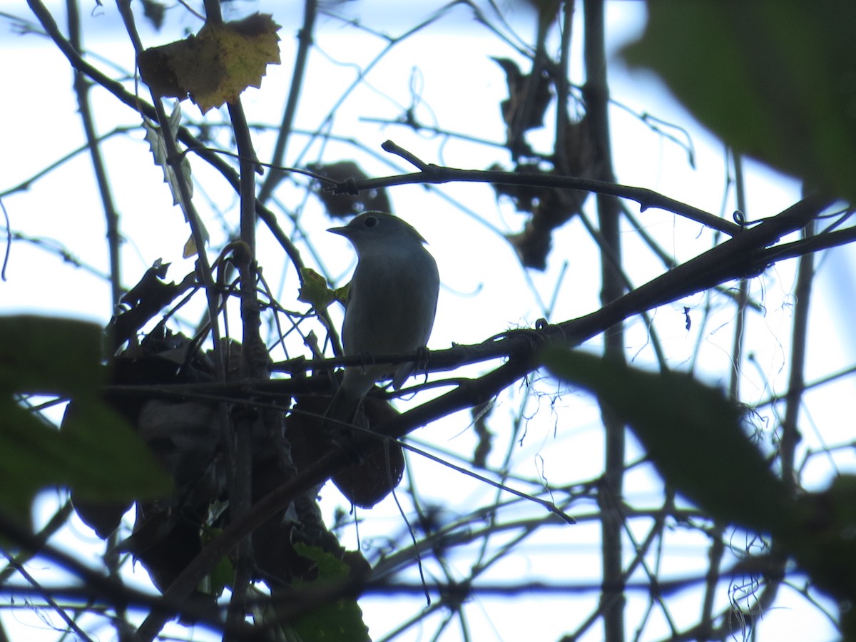 Chestnut-sided Warbler - ML624528516