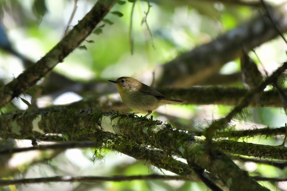 Atherton Scrubwren - ML624528533