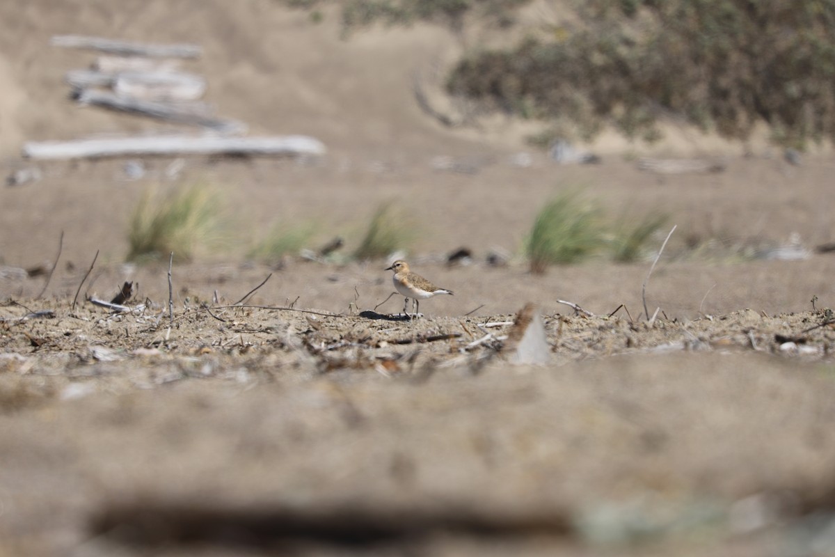 Mountain Plover - ML624528566