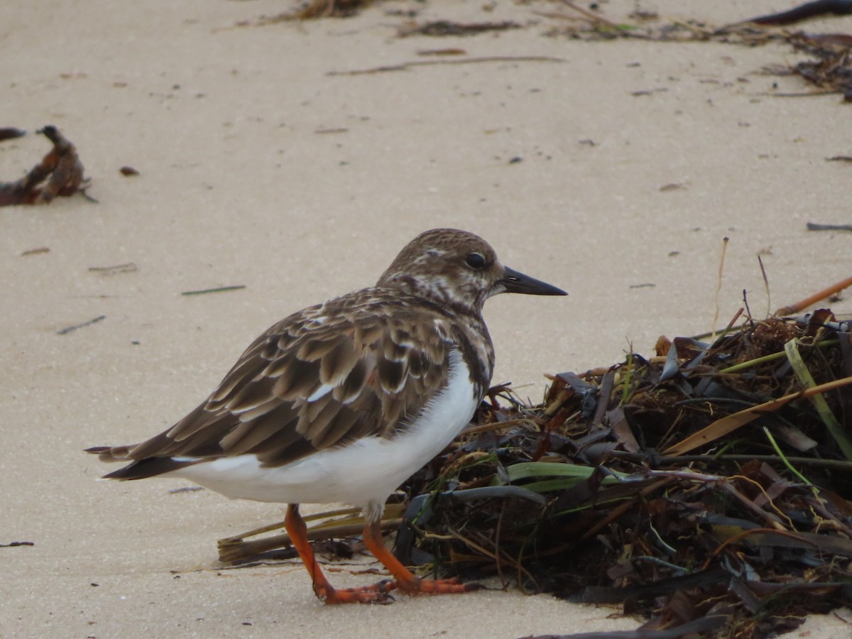 Ruddy Turnstone - ML624528608