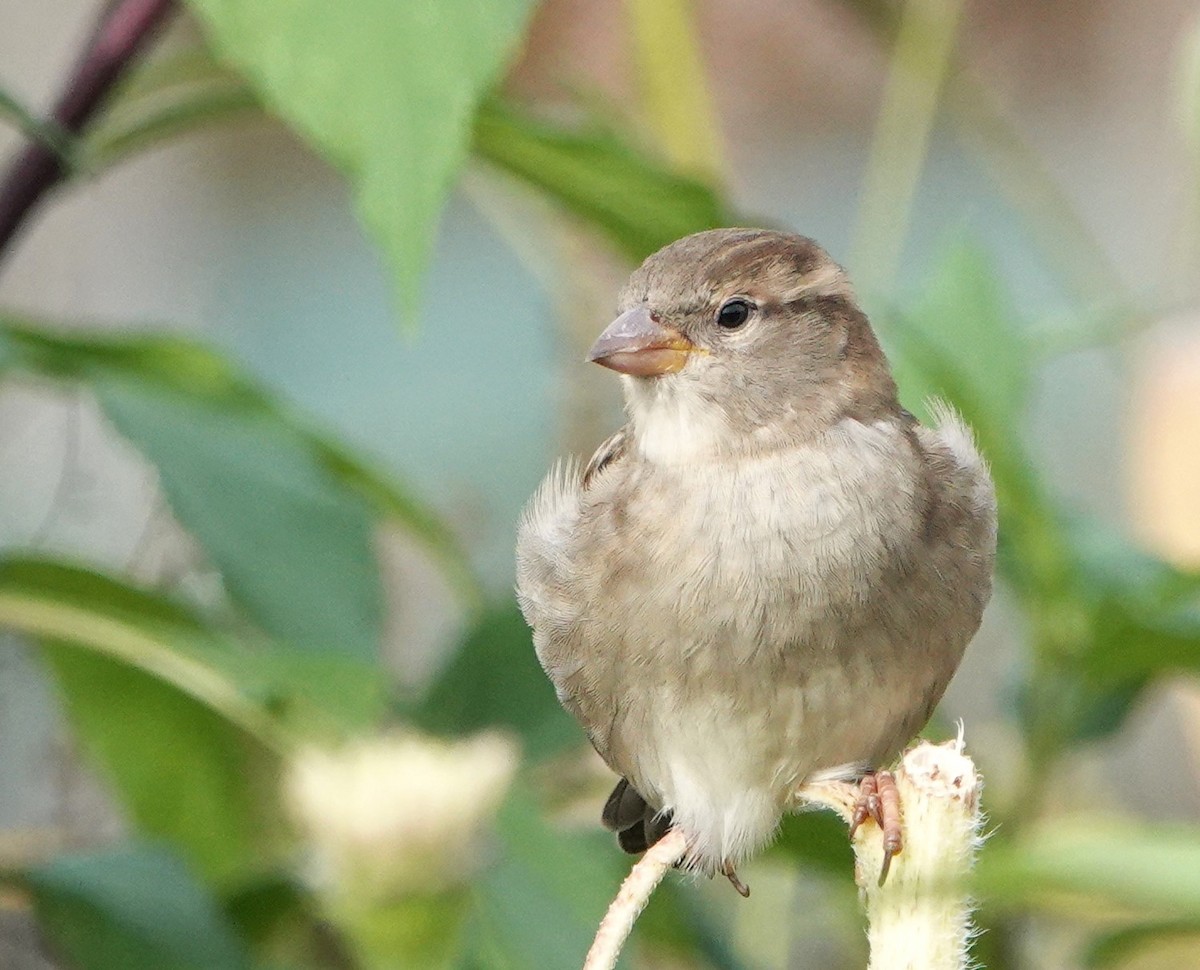 House Sparrow - ML624528627