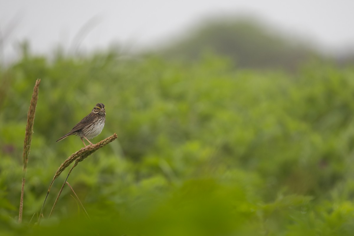 Savannah Sparrow - Rain Saulnier