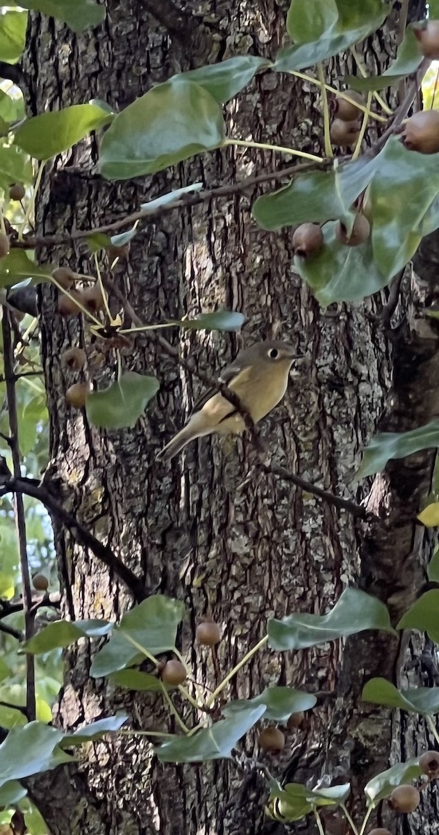 Ruby-crowned Kinglet - ML624528643