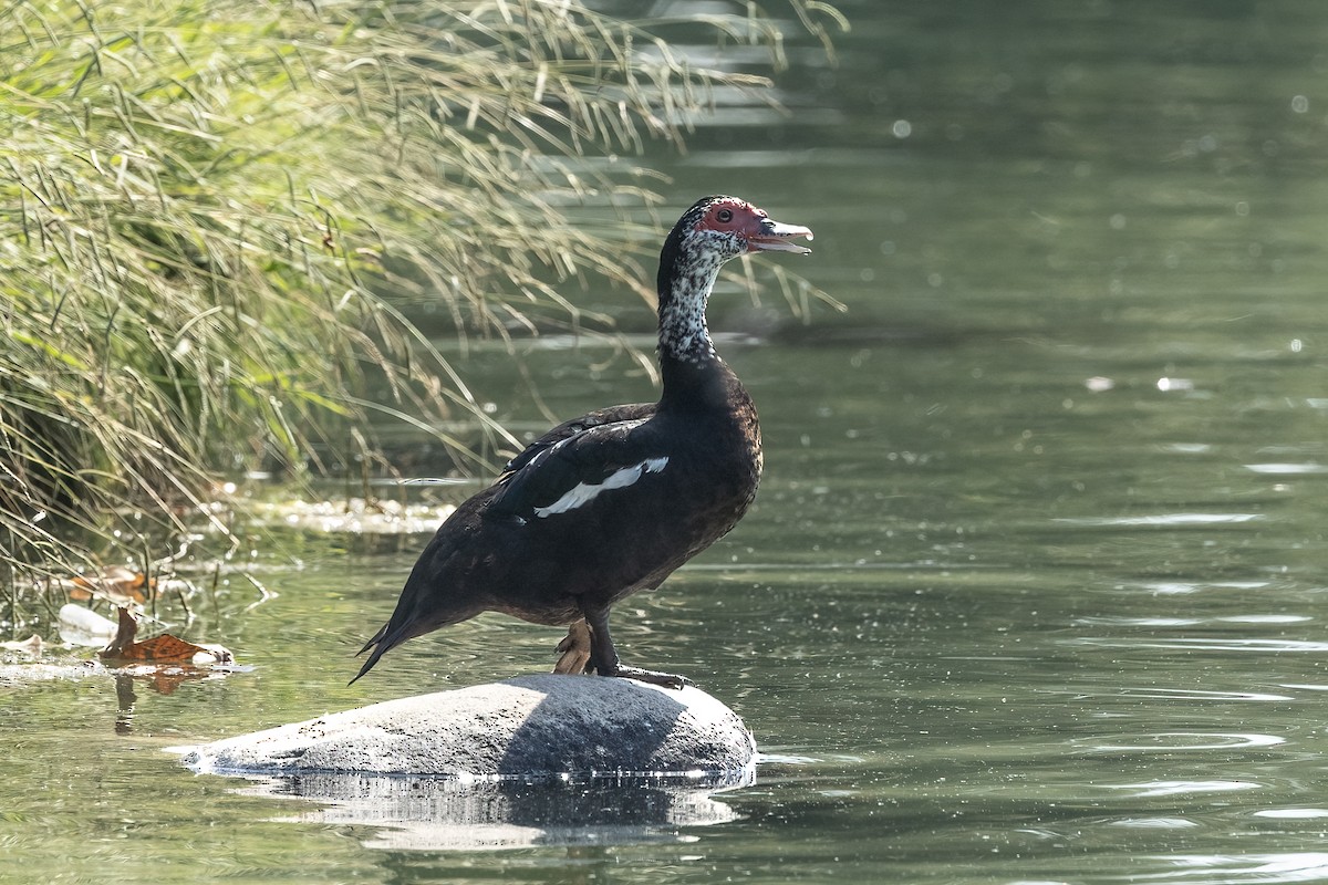 Muscovy Duck (Domestic type) - ML624528646