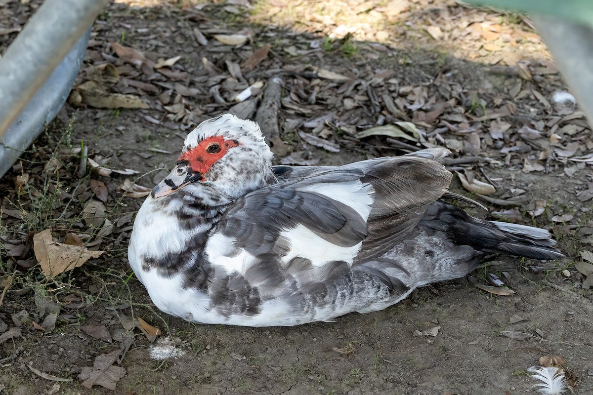 Muscovy Duck (Domestic type) - ML624528647