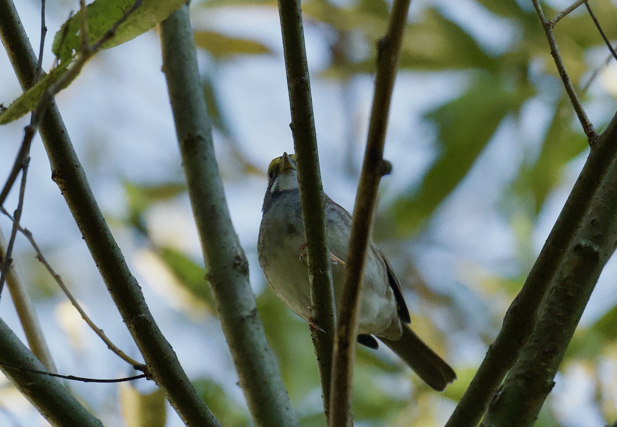 White-throated Sparrow - ML624528653