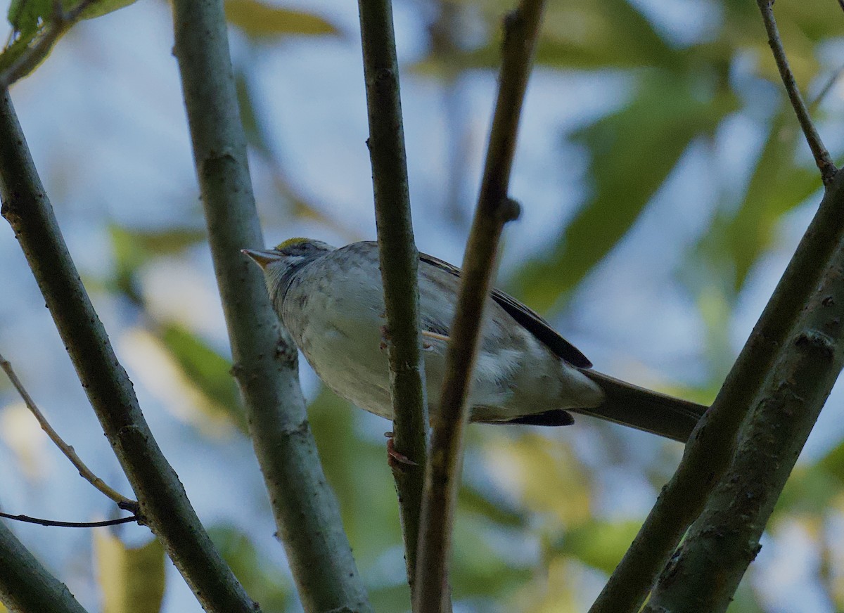 White-throated Sparrow - ML624528657