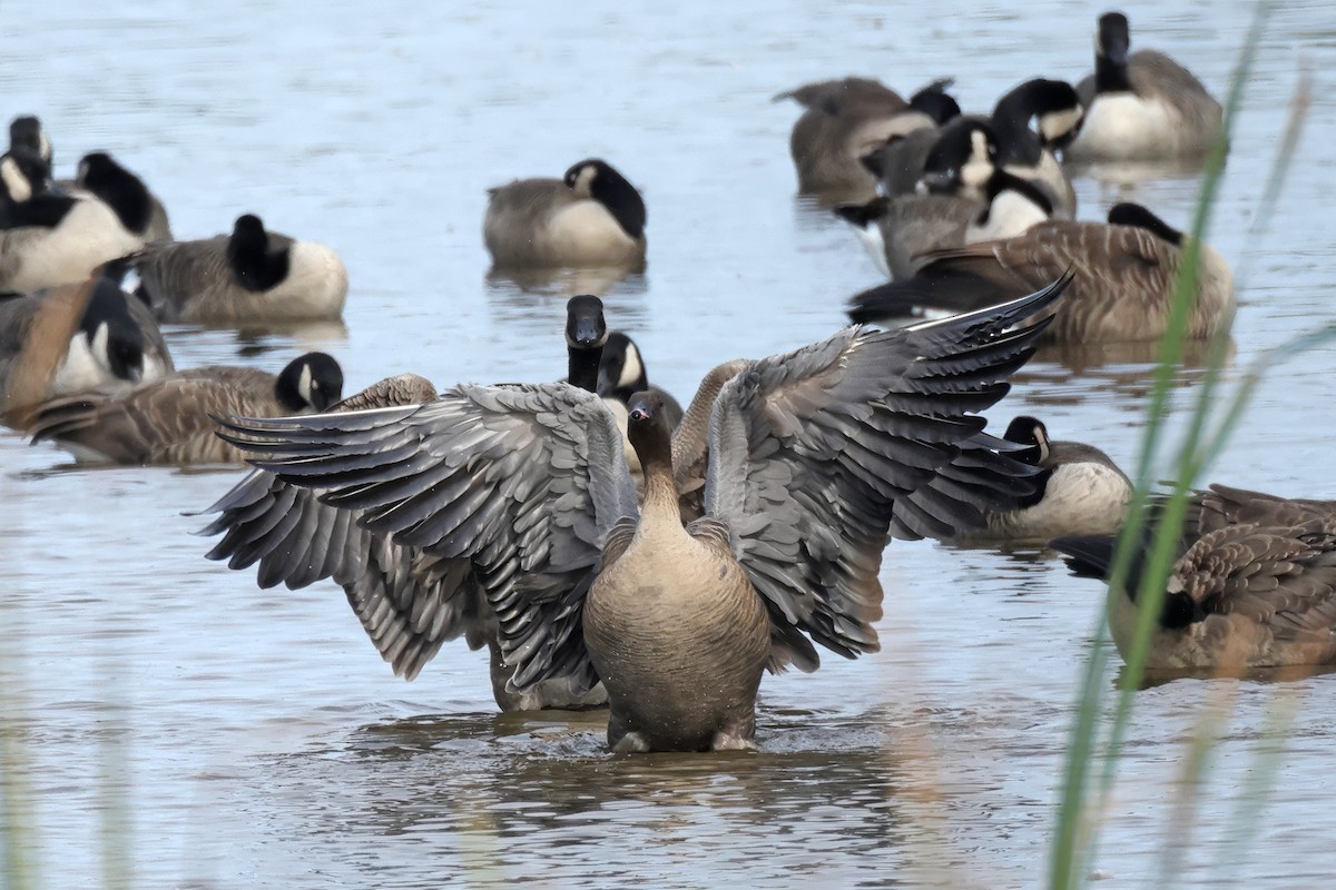 Pink-footed Goose - ML624528663