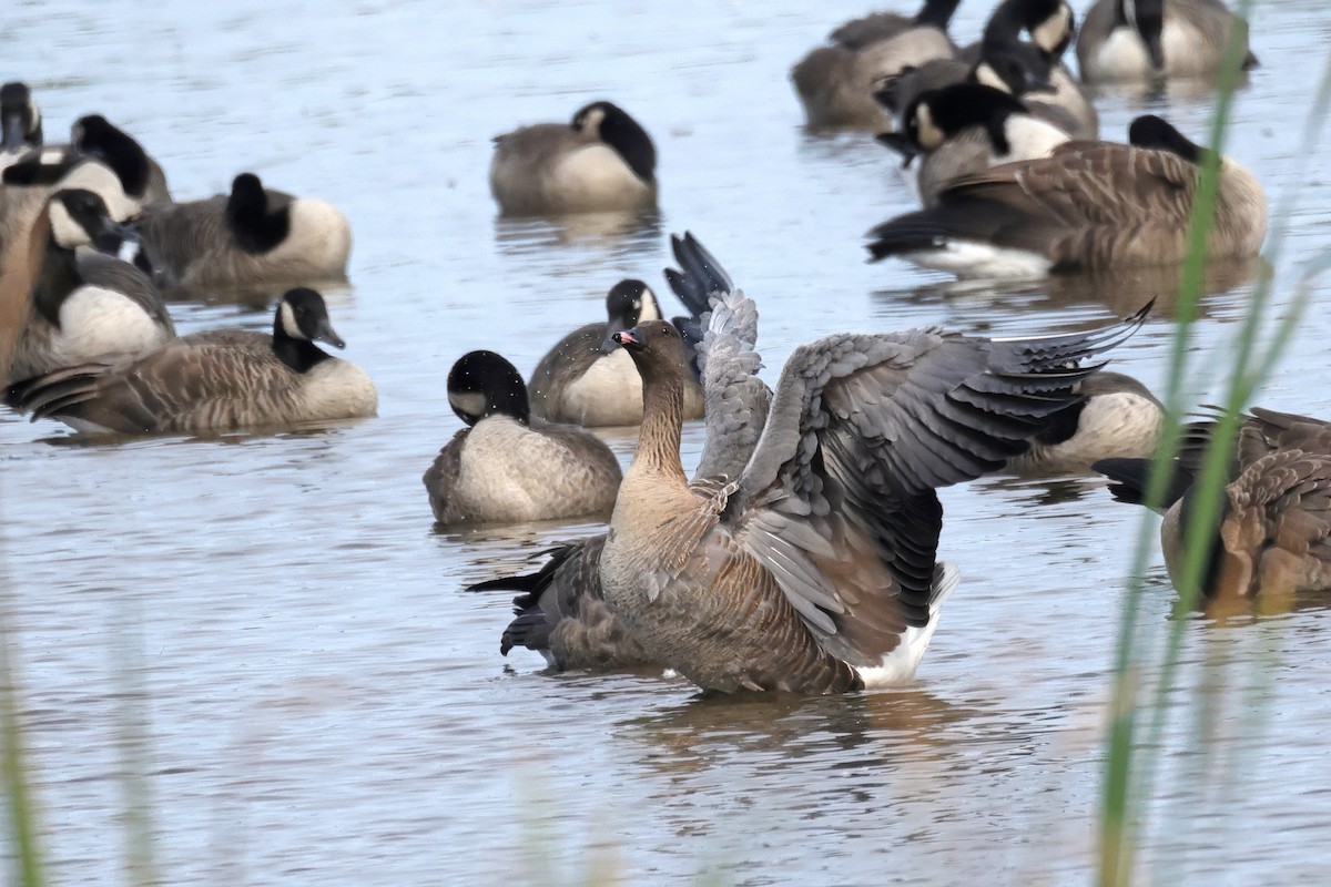 Pink-footed Goose - ML624528664