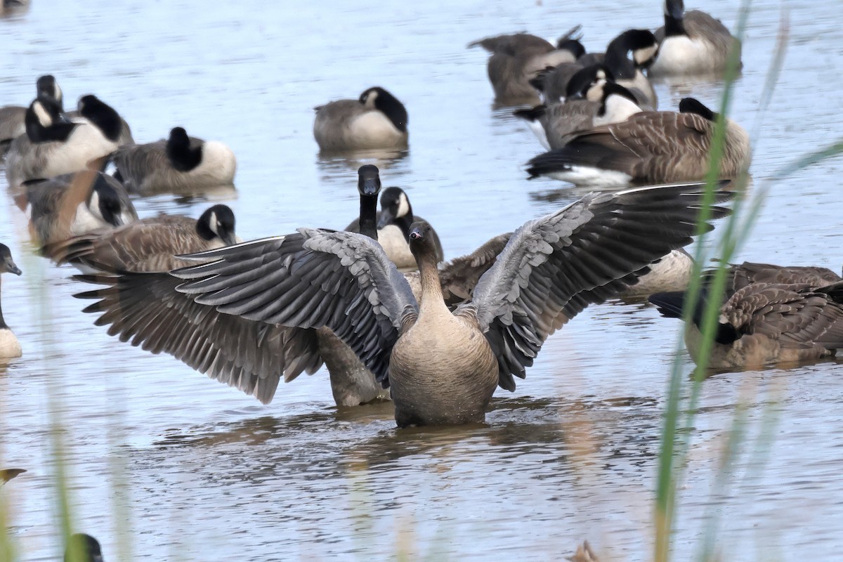 Pink-footed Goose - Carmella Melanson