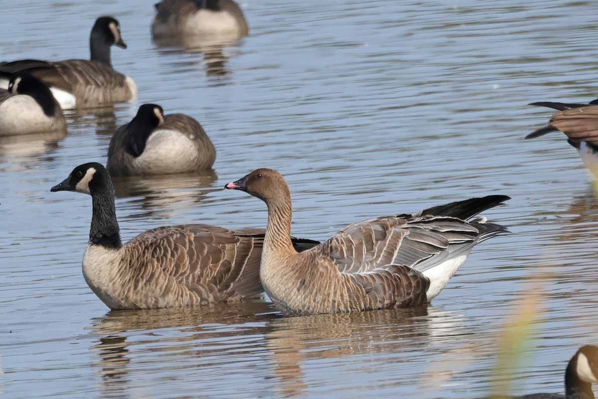 Pink-footed Goose - ML624528680