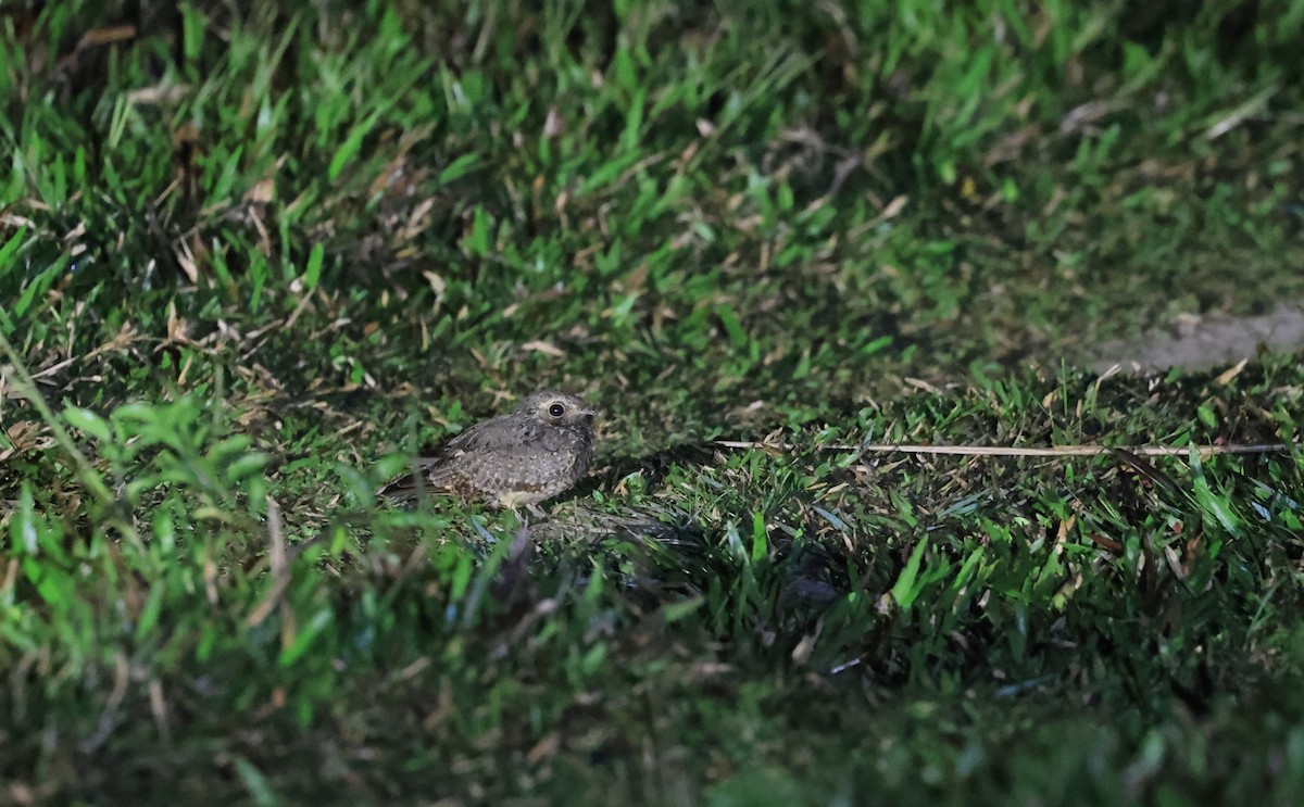Savanna Nightjar (Sunda) - ML624528682
