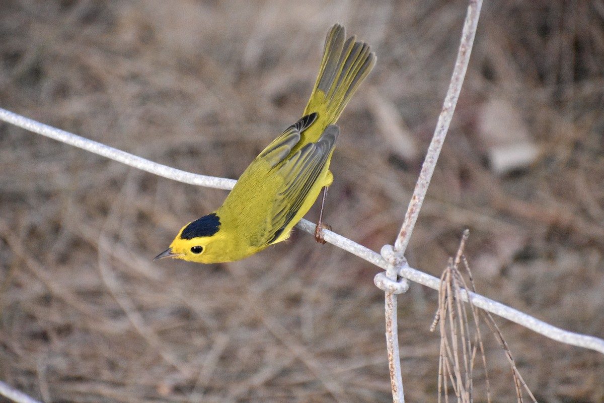 Wilson's Warbler - Gracie Granados