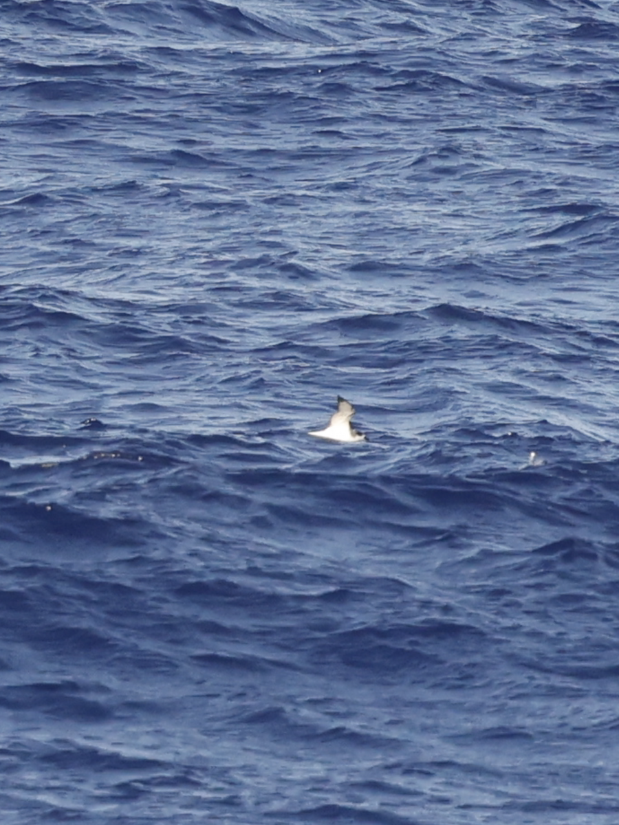 Petrel de las Juan Fernández - ML624528693