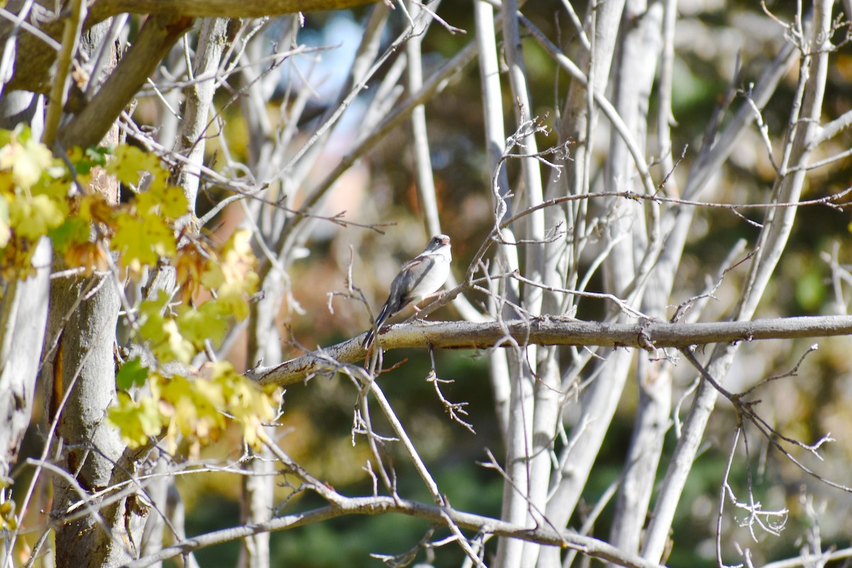 ユキヒメドリ（caniceps） - ML624528761