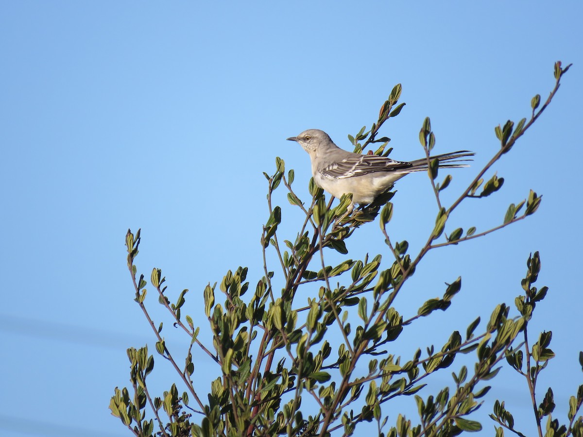 Northern Mockingbird - ML624528774