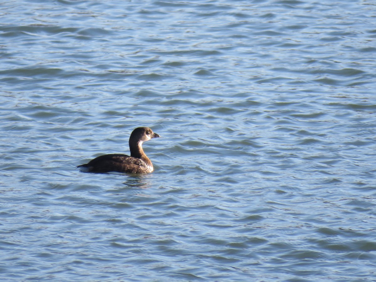 Pied-billed Grebe - Robert Martin