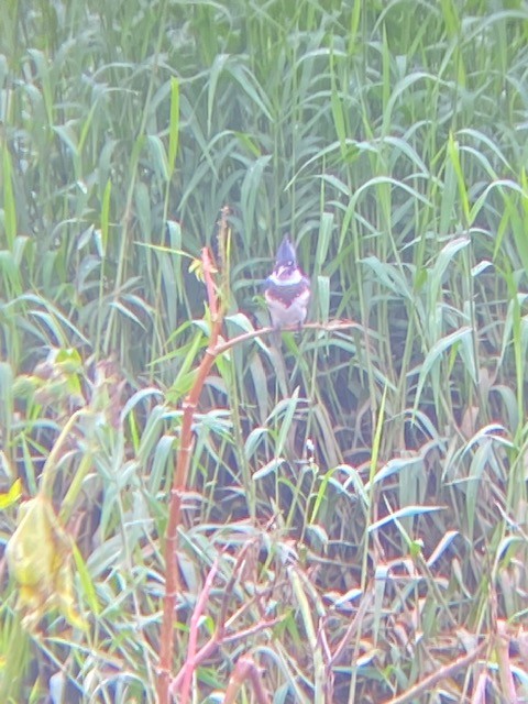 Belted Kingfisher - ML624528805