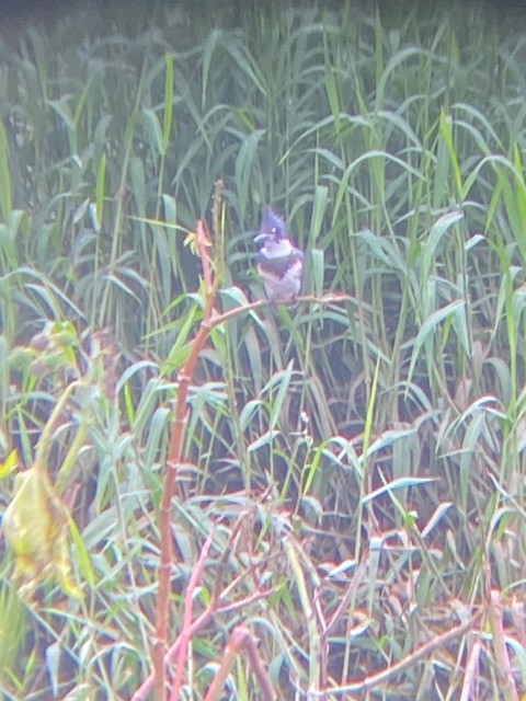 Belted Kingfisher - ML624528806