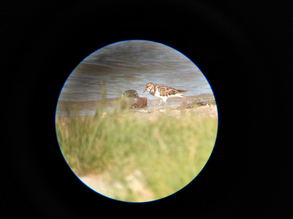 Ruddy Turnstone - ML624528882