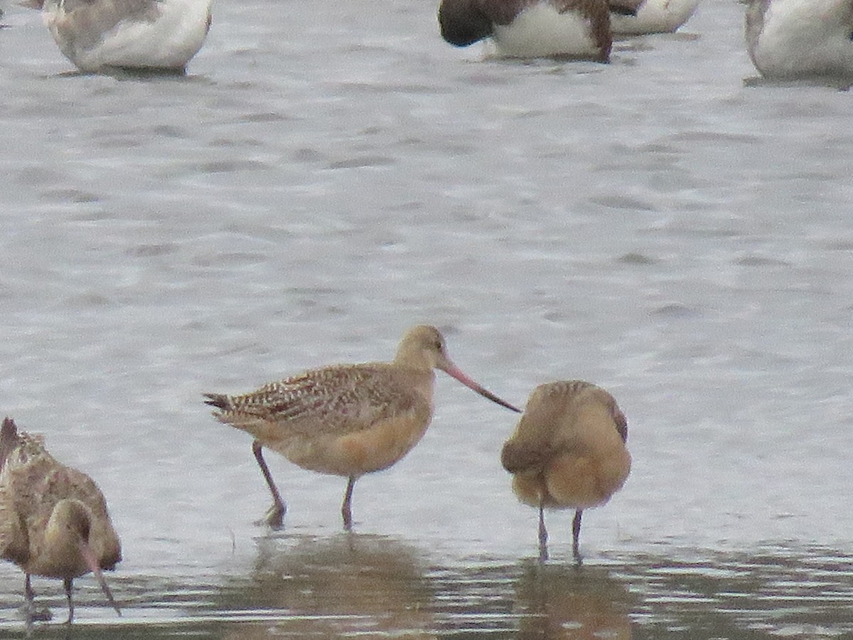 Marbled Godwit - ML624528906