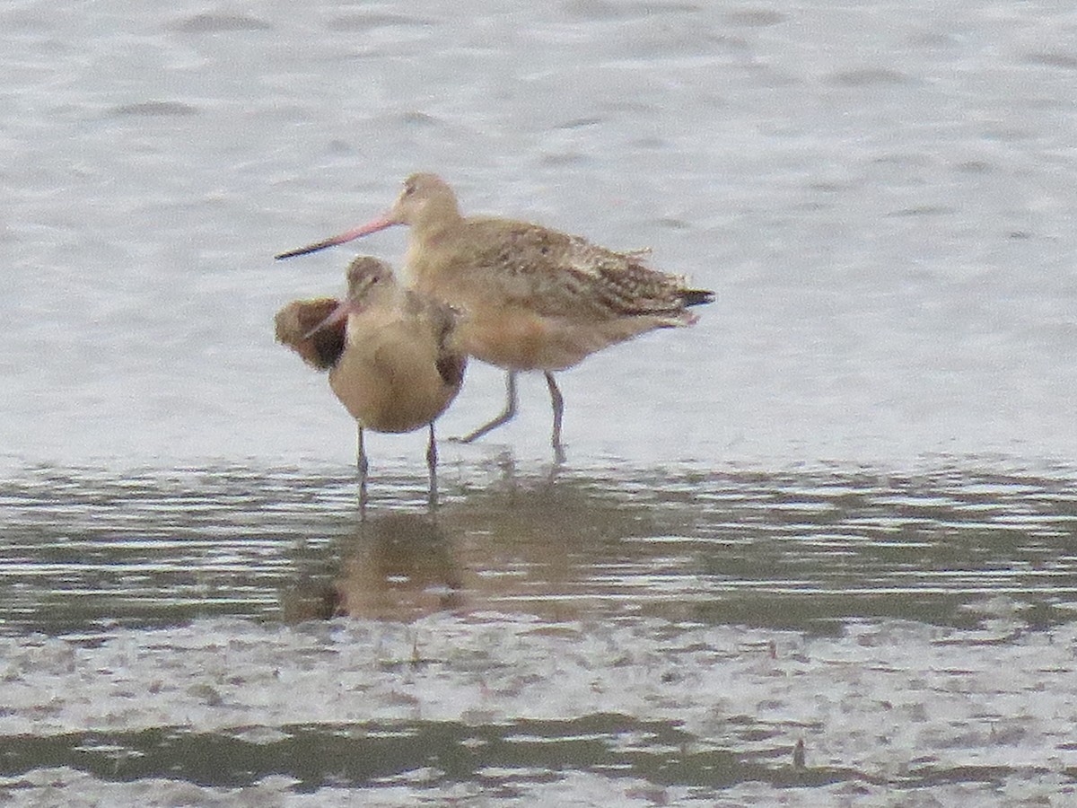 Marbled Godwit - ML624528907