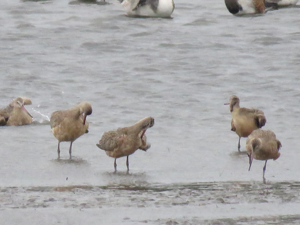 Marbled Godwit - ML624528908