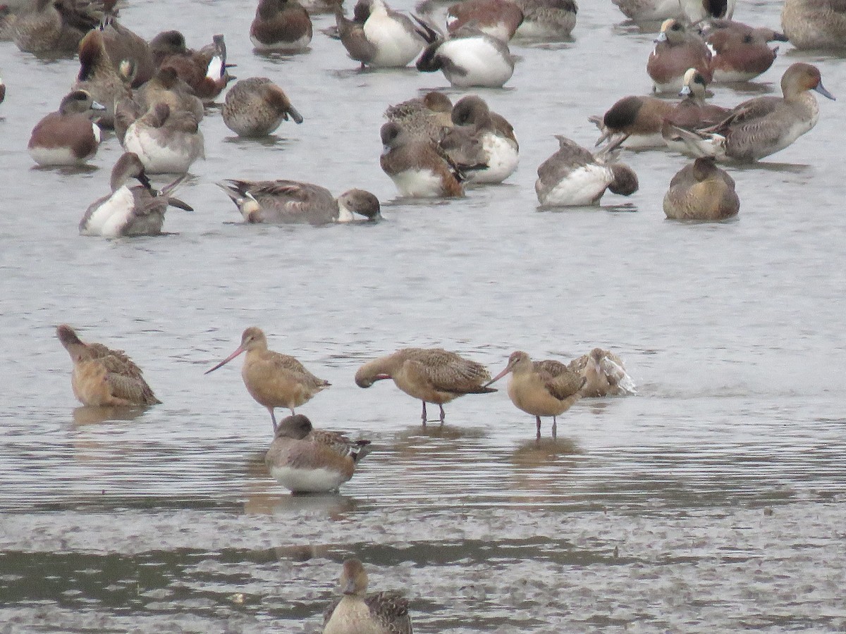 Marbled Godwit - ML624528909