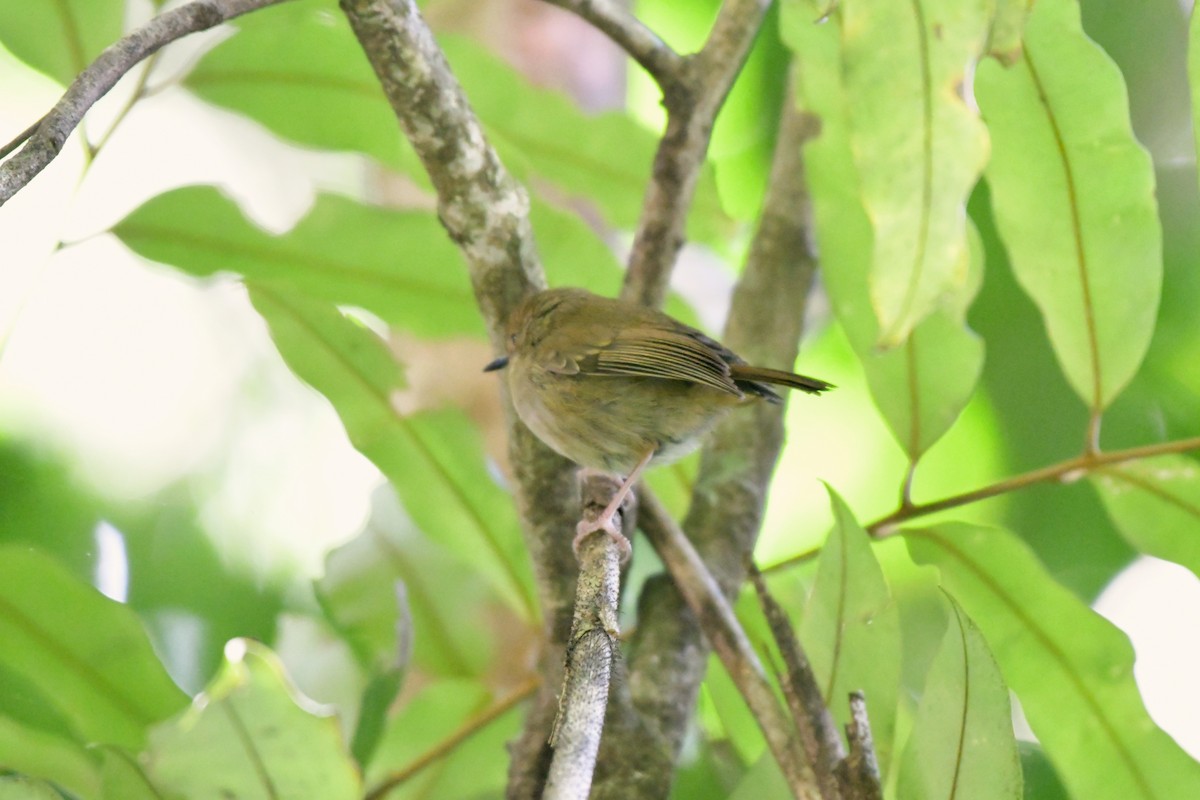 Atherton Scrubwren - ML624528958