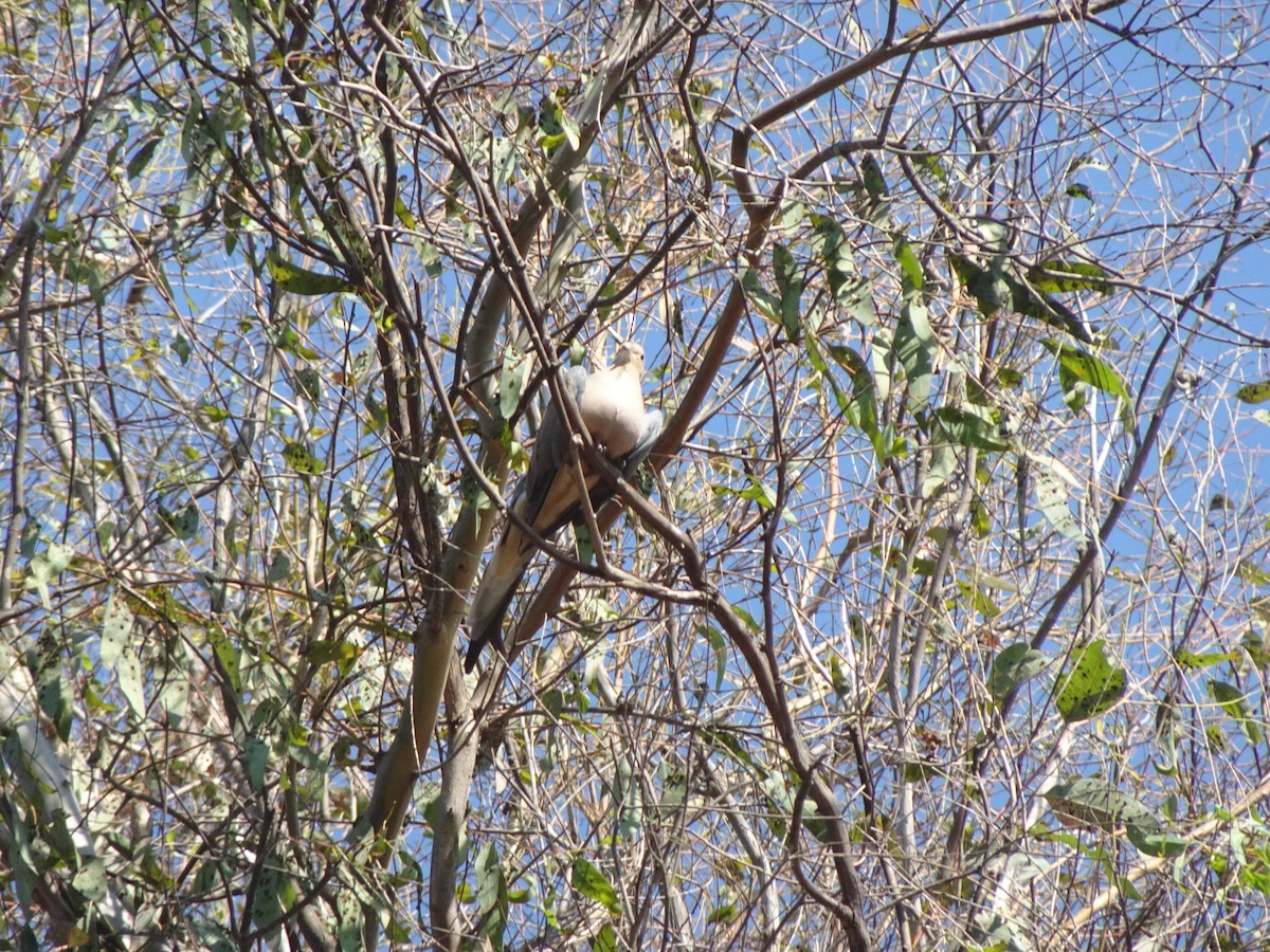 Mourning Dove - ML624528964