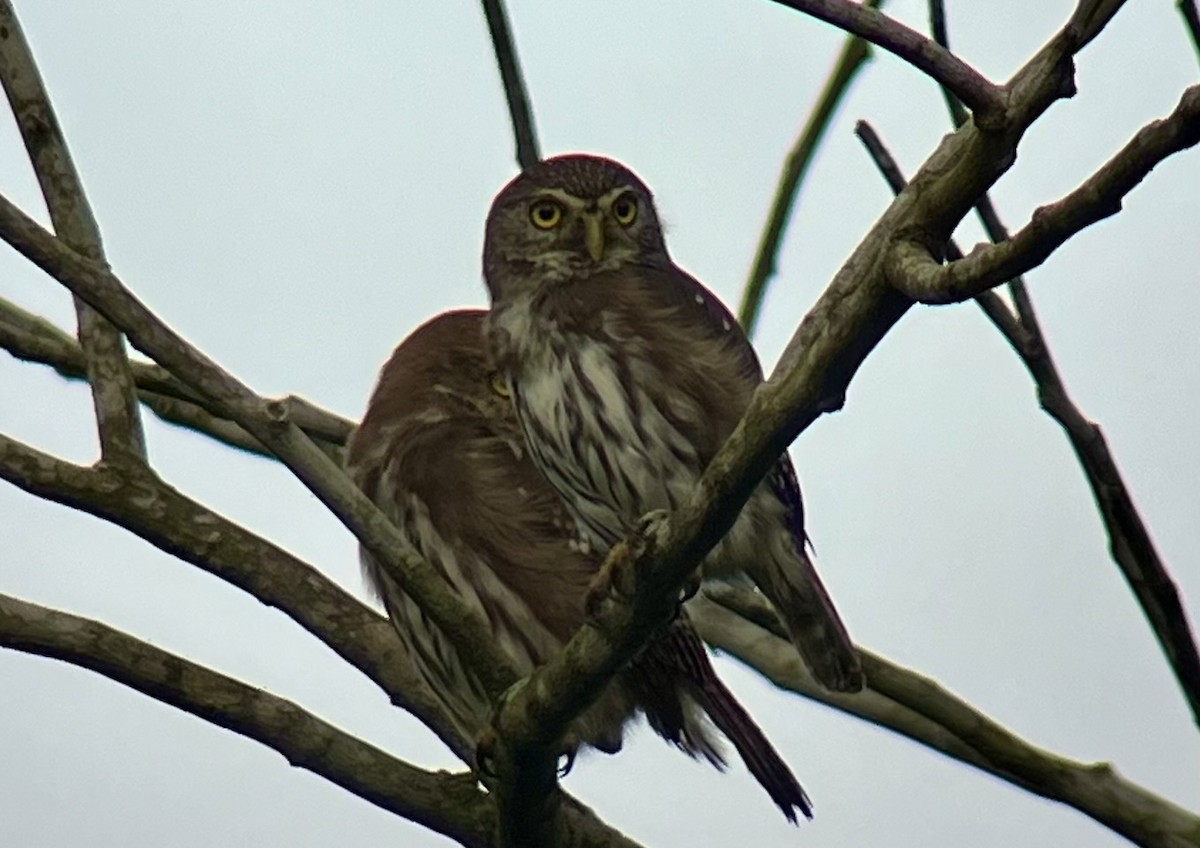 Ferruginous Pygmy-Owl - ML624529038