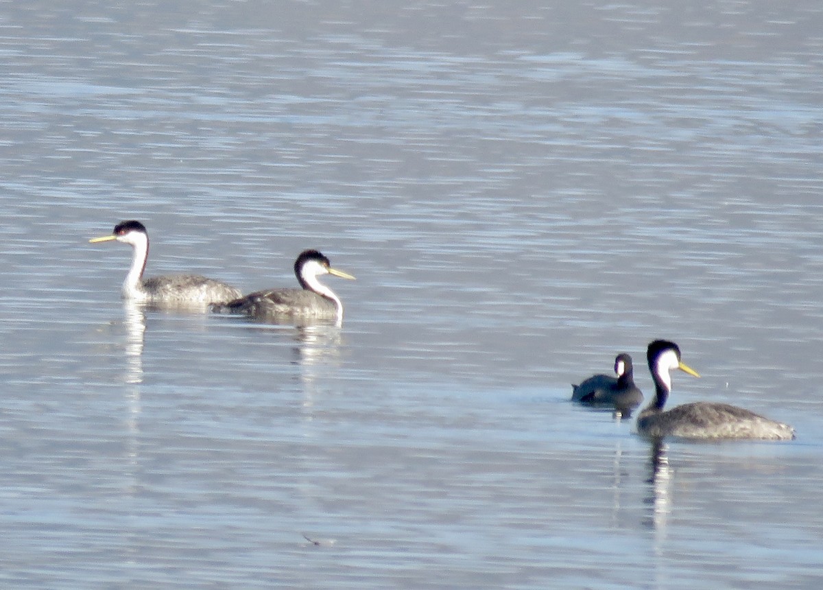 Western Grebe - ML624529056