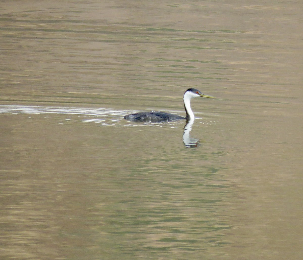 Western Grebe - ML624529057