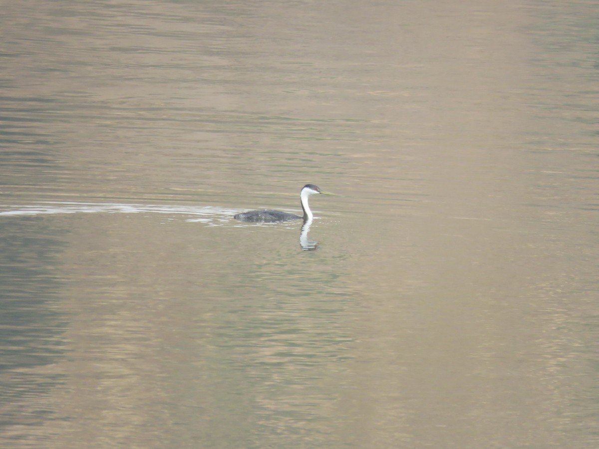 Western Grebe - ML624529058