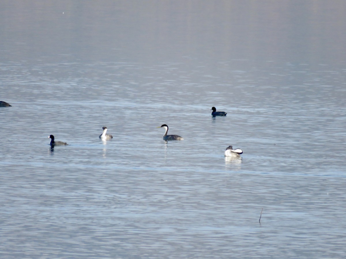 Western Grebe - ML624529059