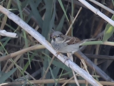 House Sparrow - ML624529079