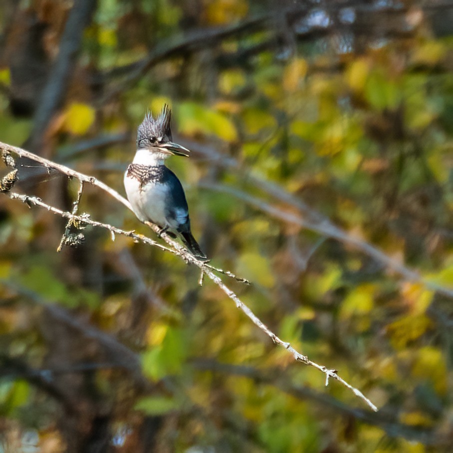 Belted Kingfisher - ML624529155