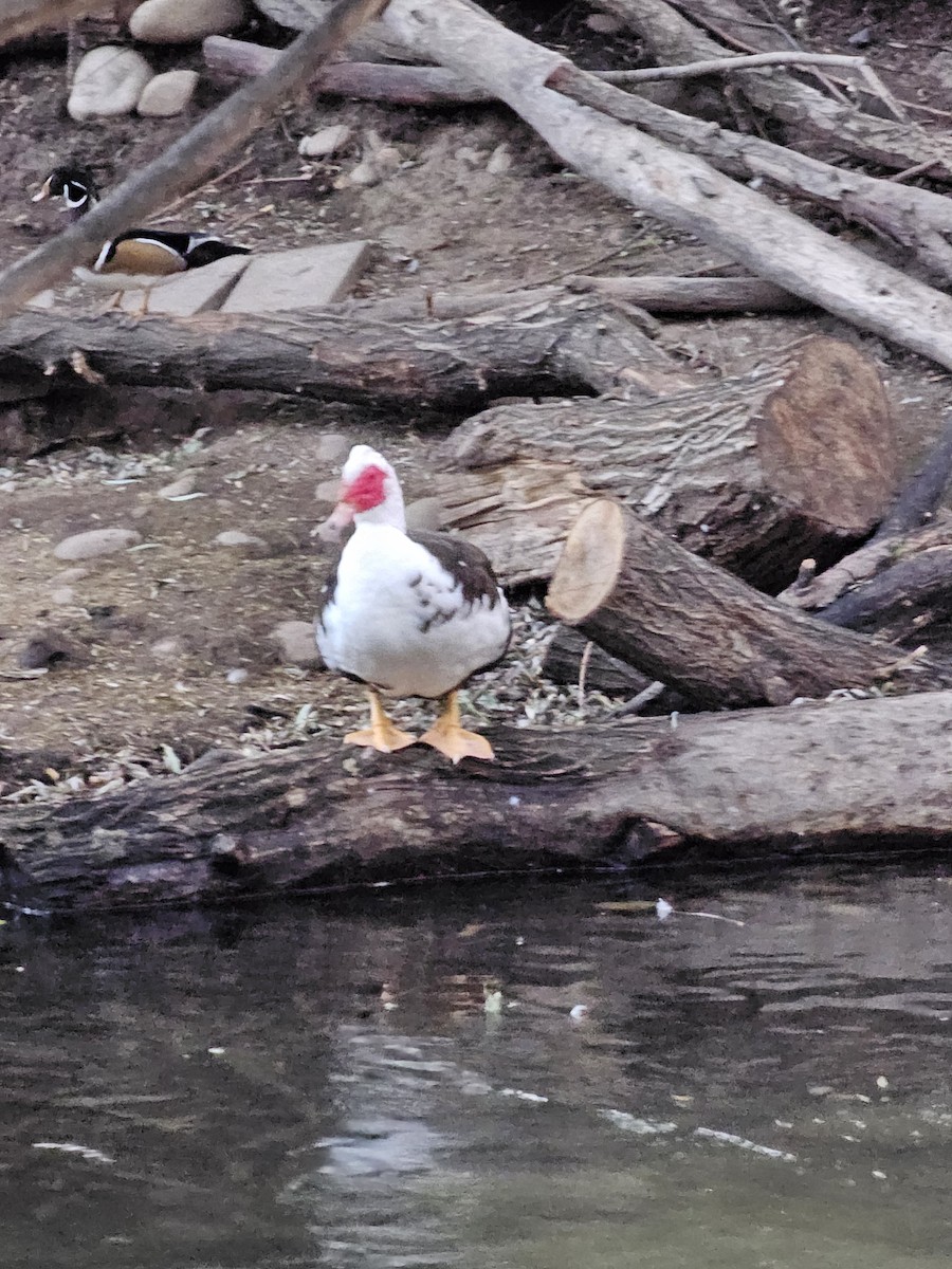 Muscovy Duck (Domestic type) - ML624529162