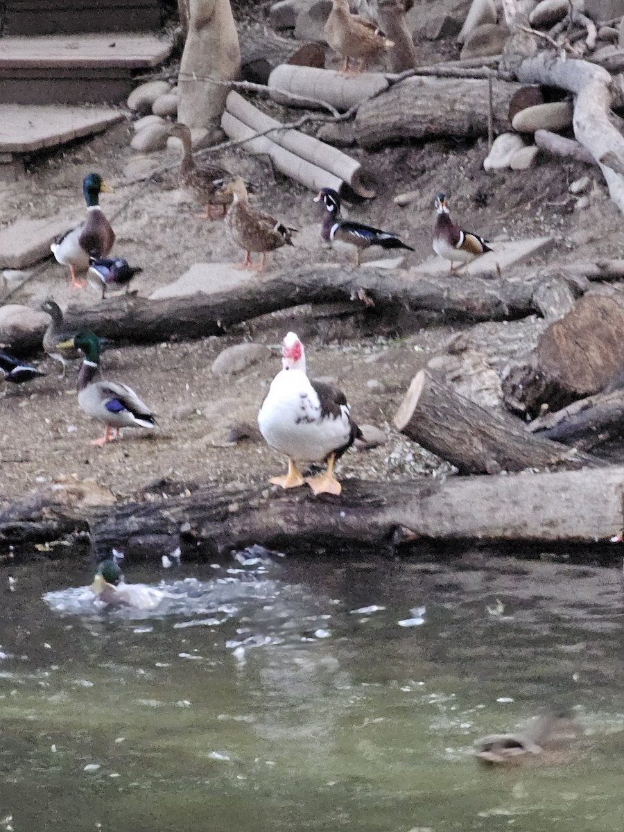 Muscovy Duck (Domestic type) - ML624529163