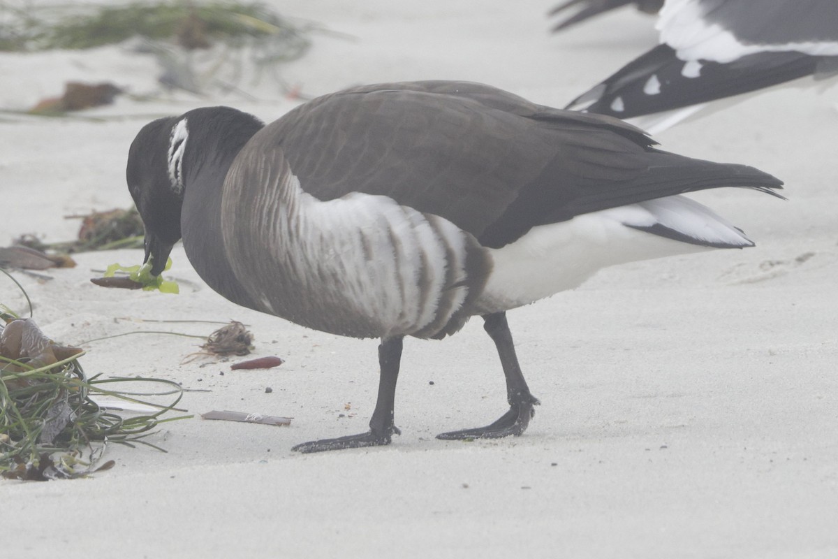 ringgås (nigricans) - ML624529191