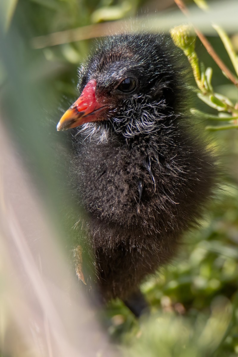 Eurasian Moorhen - Janet Stevens