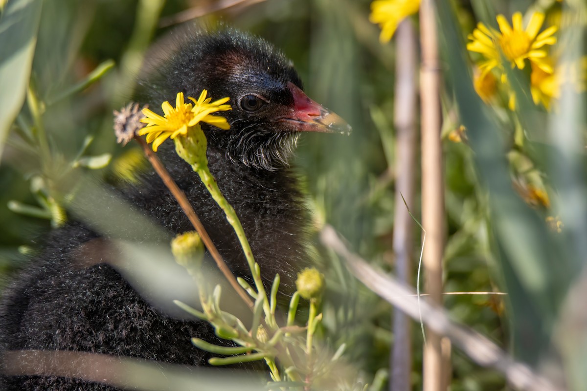 Eurasian Moorhen - Janet Stevens