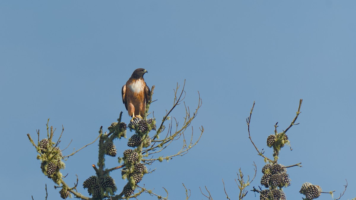 Red-tailed Hawk - Gopal Bhaskaran